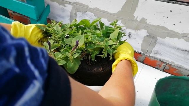ЗАЧЕМ ПЕРЕСАЖИВАТЬ ПЕТУНИЮ В ИЮЛЕ.ДЛЯ ЧЕГО Я ДАЮ НОВЫЙ ОБЪЁМ АМПЕЛЬНОЙ ПЕТУНИИ.