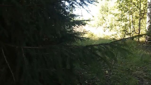 За грибами 06 августа.Плантации грибов.Тихая охота.Грибы 2021.Где моя валерьянка. смотреть онлайн