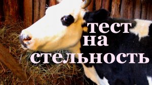 как проверить корову  на стельность.mp4