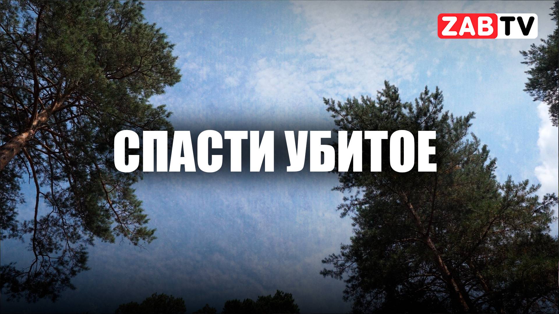 Общественники пытаются добиться сохранения лесополосы.
