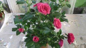 КОМНАТНЫЕ МИНИАТЮРНЫЕ РОЗЫ. УХОД ЗА КРАСОТОЙ.