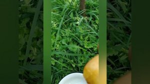 Шарафуга оказалась Эльдорадо