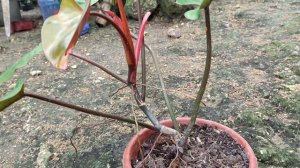 Philodendron Red Anderson/Red Majesty