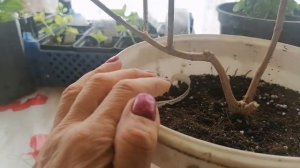 10 марта 2024г. Обрезка метельчатой гортензии Ванилла Фрайз...