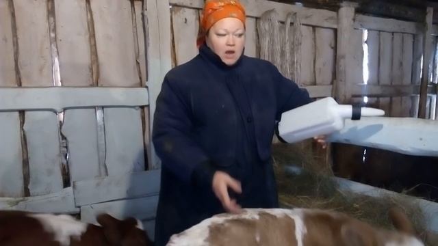 Схема ВЫПОЙКИ телят! смотреть онлайн
