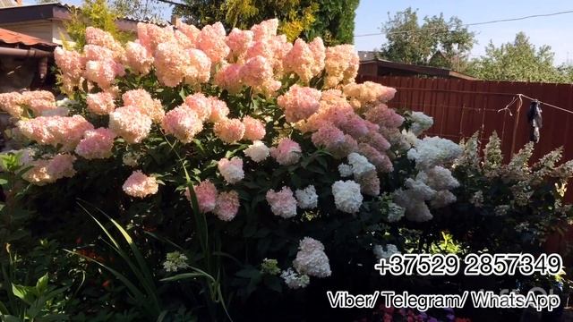 Обзор метельчатой гортензии Vanilla Fraise (Ванила Фрайз). Беларусь