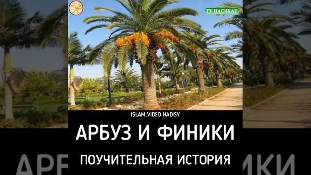 Почему арбуз не на дереве растет? смотреть онлайн