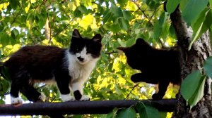 Котята залезли на дерево и играют.