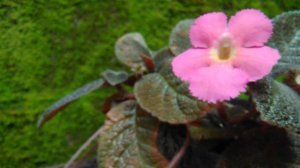 Beautiful Hanging Plants for Garden | Episcia Cupreata - Pink panther | Best flowers & plants