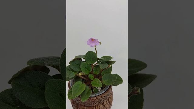 Фиалка трейлер Frosted Fantasy смотреть онлайн