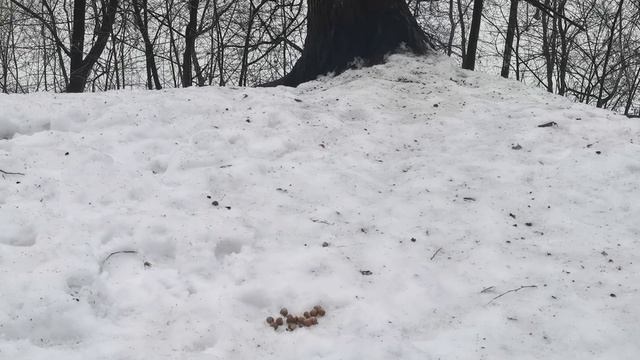 Кормим белочек 🐿️ зимой в Нескучном саду (30.12, Парк Горького, Москва) | Squirrels | # 148 смотреть онлайн