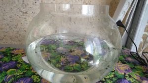 Дафния Моина живая культура для прудов аквариумов ответы на вопросы