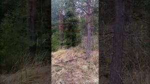 Русские гончие Заграй и Заливка вл. Филатов Д.Н.