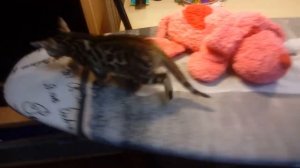 купить бенгала котенка девочка на продажу Золото бенгалов, питомник бенгальских кошек Екатеринбург