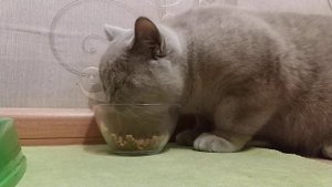 Дрессировка британского кота Ричи