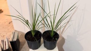 Кордилина южная