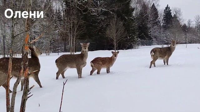 Лоси и олени в Подмосковном сафари-парке #funnyanimals #забавныеживотные #wildanimals #moose #deer