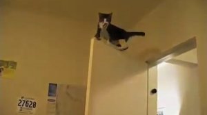 Коты ниндзя и их трюки