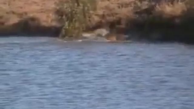 Битва животных. Лев, Крокодил, Буйволы. Детеныш буйвол выживает после того как растерзали смотреть онлайн