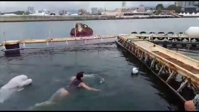 Бескрылый дельфин смотреть онлайн