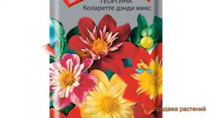 Георгина обыкновенный Коларетте дэнди микс ? обзор: как сажать, семена георгины Коларетте дэнди мик
