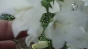 КОЛОКОЛЬЧИК -  ОЧЕНЬ НЕПРИХОТЛИВЫЙ МНОГОЛЕТНИК . Видео Ольги Черновой 15 июня.