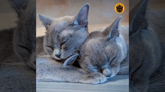 Коты, кошечки и котята Американской Бурмы смотреть онлайн