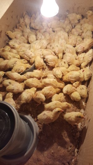 Очень простой и легкий ощип перепелов