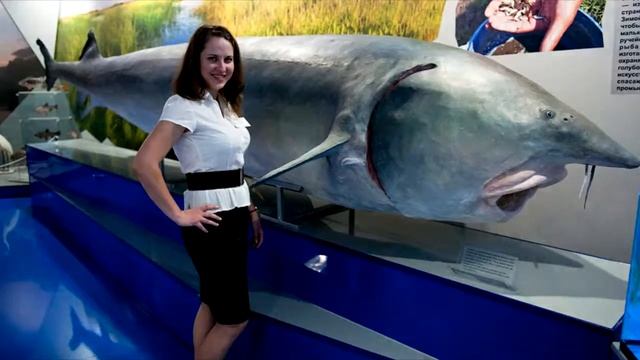 Рекордная белуга. Самая большая в мире рыба. (видео о рыбалке) смотреть онлайн