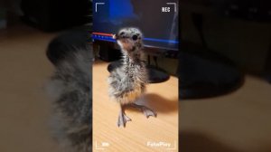 Обзор на лего звёздные войны самолелки
