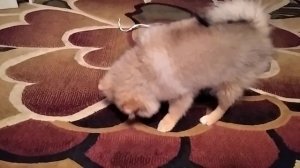 Как приучили шпица к пеленки .