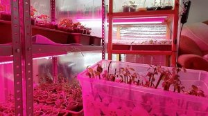 Черенкование ГОРТЕНЗИИ метельчатой зимой, результаты эксперимента опыт Марины