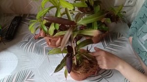 Непентес. Хищники на подоконнике)