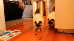 Николай Цискаридзе и его новые очаровательные друзья(декабрь 2021)