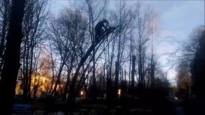 "ТОПОЛЯ" обрезание. Омолаживающая обрезка тополей.