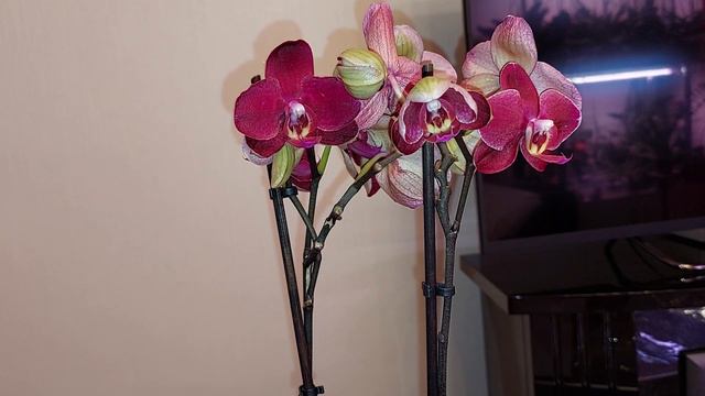 Спокойствие ))) Ничего не надо делать. Любуйся цветочками. смотреть онлайн