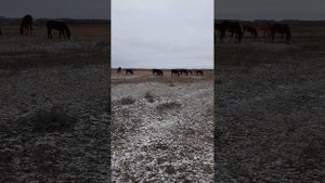 про худую лошадь, старый анекдот