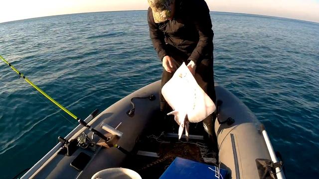 РЫБАЛКА НА ХИЩНИКА. НА ДОНКУ. ПОЙМАЛ МОРСКИХ ЛИСИЦ И СКАТА.
