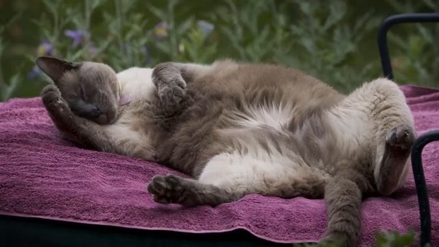 Schlafmusik für Katzen - Entspannende Musik für Katzen und Kätzchen - 2 Stunden. смотреть онлайн