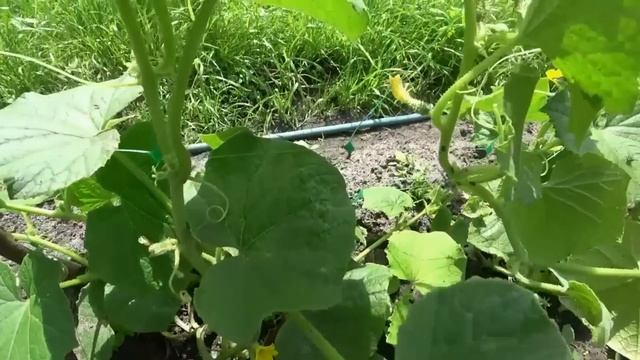 СРОЧНО дайте это Огурцам летом в июле и они сразу обильно заплодоносят, повысит урожай в 10 раз