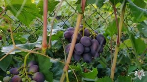 Виноград Велика Прощай! Виноград, от которого я вынужден отказаться!