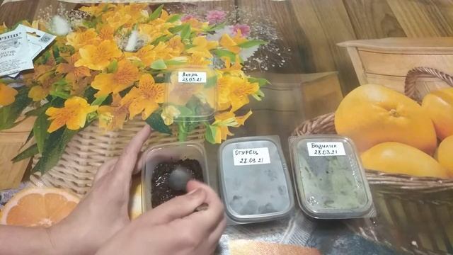 КАК Я СЕЮ С КИПЯТКОМ. Какие семена лучше подойдут.