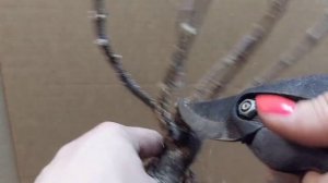 Карликовые сорта гортензий  .Особенности обрезки.