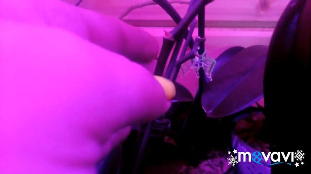 Обзор моих орхидей и не только;) смотреть онлайн