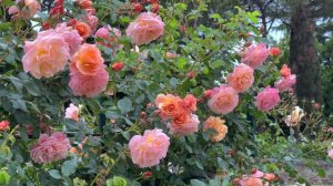 Peach Melba - Kordes Rose