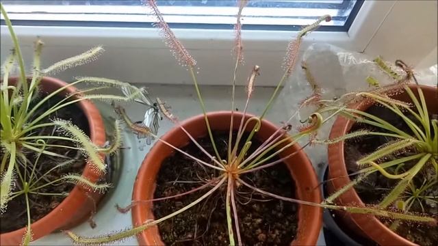 КАПСКИЕ РОСЯНКИ: ЛЕТО, НАСЕКОМЫЕ И АКТИВНЫЙ РОСТ смотреть онлайн