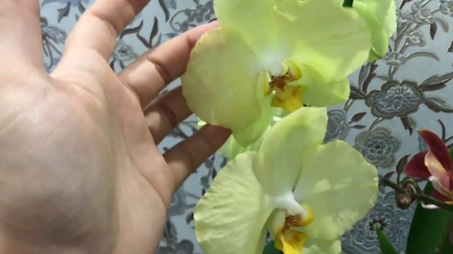 Горный король -одонтоглоссум. Летнее цветение Фаленопсис. Бругмансия.