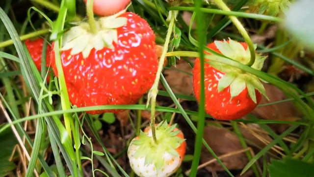 Strawberry berry Клубника на даче смотреть онлайн