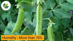 Powdery Mildew Disease Management in Pea | Information | | Krishi Network |