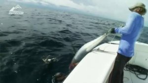 Подводная охота на тунца часть2 Spearfishing tuna part2